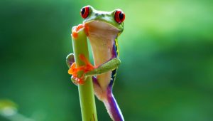 Planet Earth II 1×3 online sa prevodom