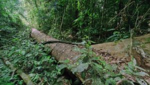 Planet Earth 1×8 online sa prevodom