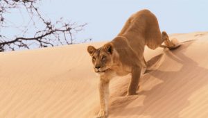Planet Earth II 1×4 online sa prevodom