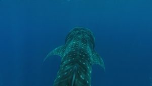 Planet Earth 1×11 online sa prevodom