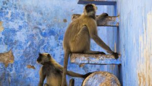 Planet Earth II 1×6 online sa prevodom