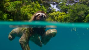 Planet Earth II 1×1 online sa prevodom