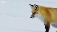 Planet Earth II 1×7 online sa prevodom