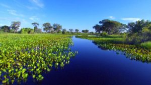 Planet Earth 1×3 online sa prevodom