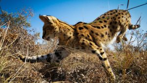 Planet Earth II 1×5 online sa prevodom