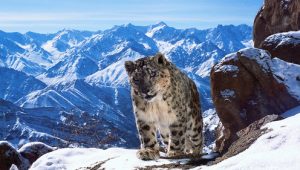 Planet Earth II 1×2 online sa prevodom