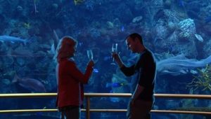 Parks and Recreation 2×14 online sa prevodom